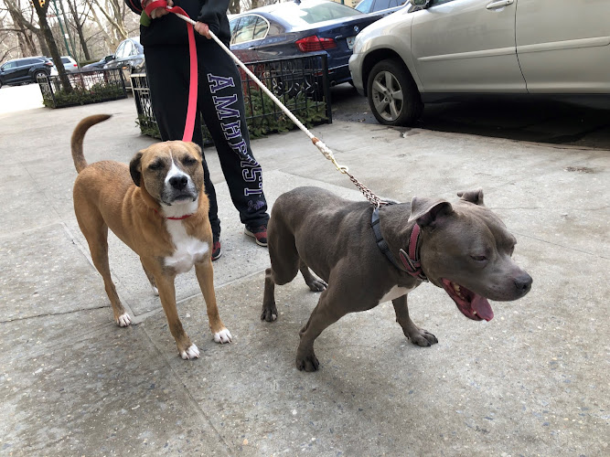 Happy Pants - NYC's Top-Rated Dog Walkers